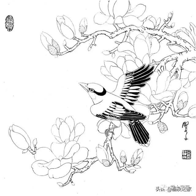 学习资料工笔花鸟白描线稿