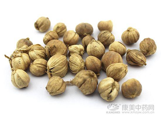 白豆蔻品种特征