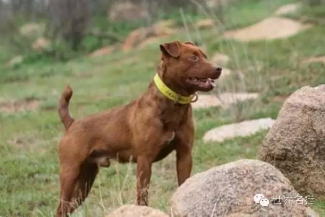 国外的一些帕特大勒梗犬 (patterdale terrier)