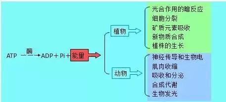 2019昆十中云天化高三5月联考各科试题及答案汇总 附知识点
                
                