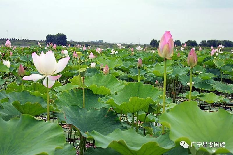 Ʒ��ɽʮ����ʳ���໨�ɴ�����(6�����ڣ�