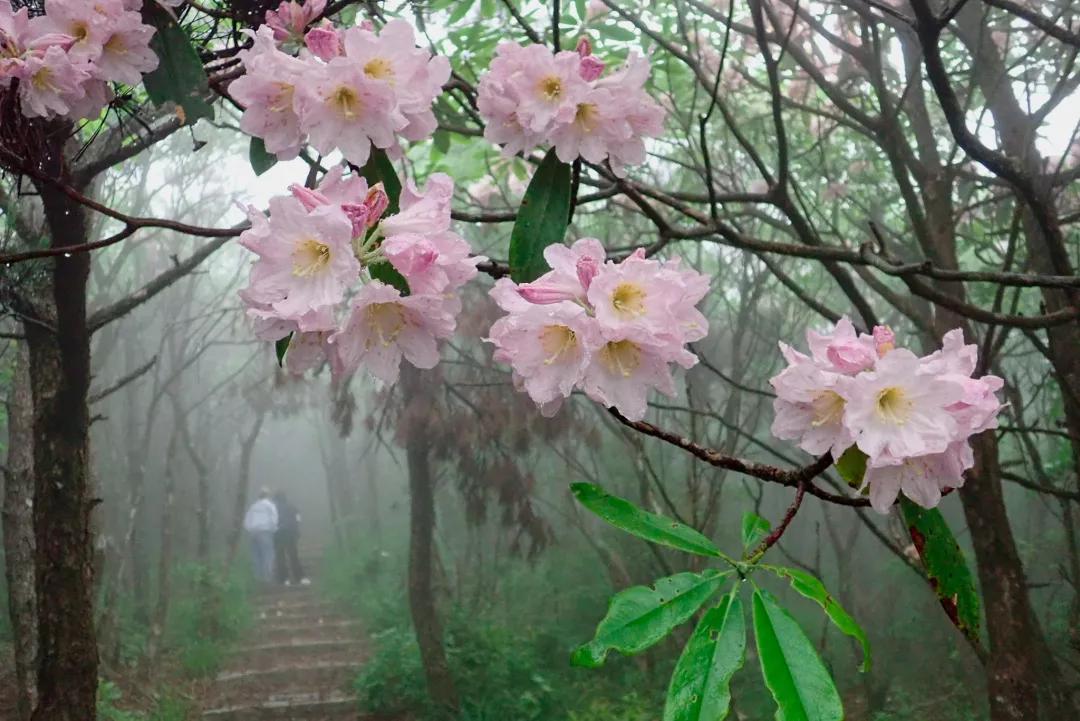 雾里看花,景宁上山头再现人间美景,如入仙境!