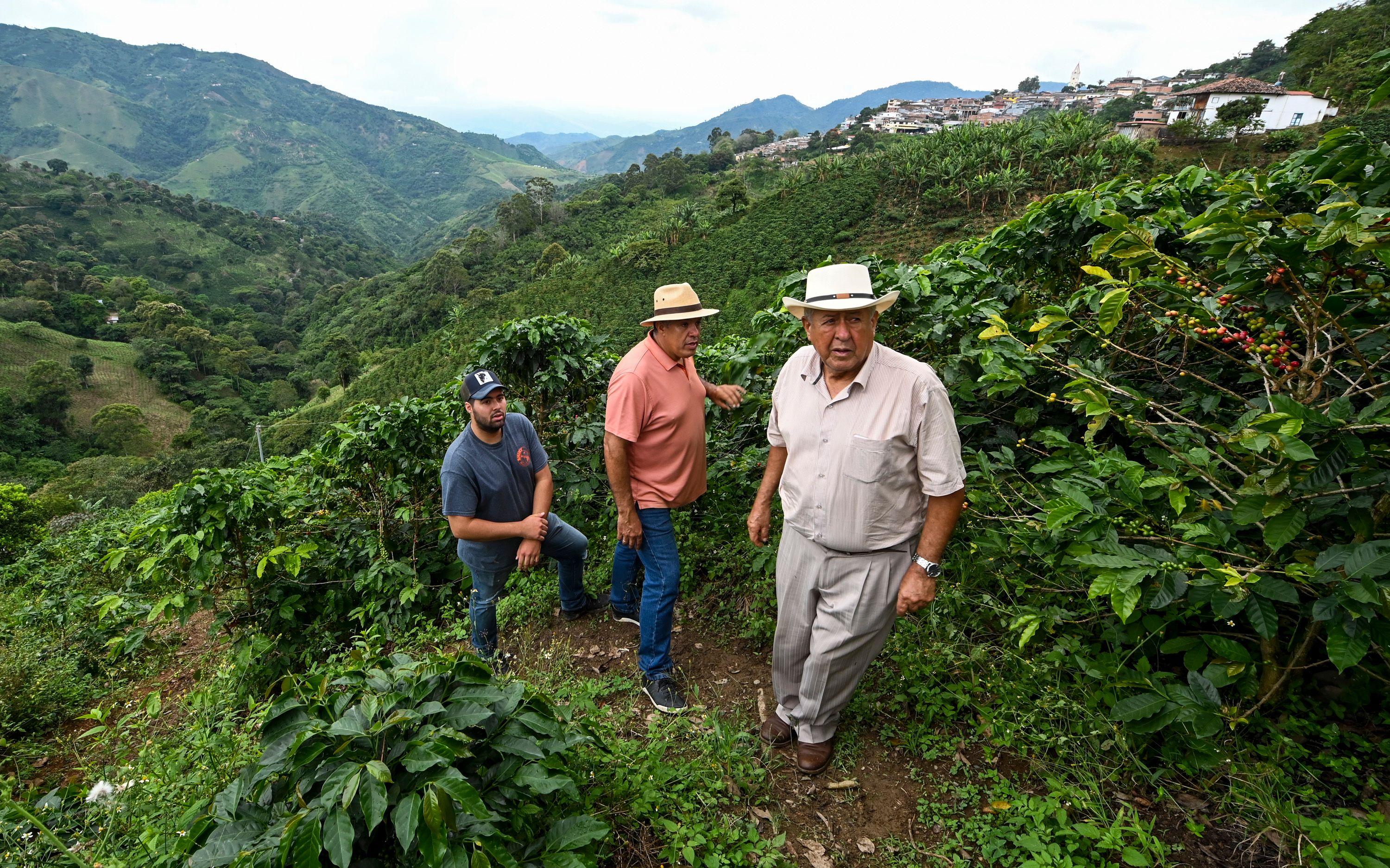 哥伦比亚咖啡豆农场