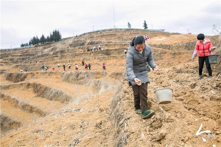 大方县有多少人口_农工党中央赴贵州陕西开展精准健康脱贫调研