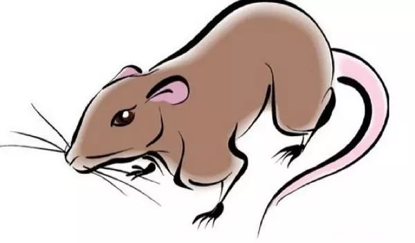 质量比较好的老鼠夹子 d5f49bbf43834beca406f51388bd8e57.jpeg