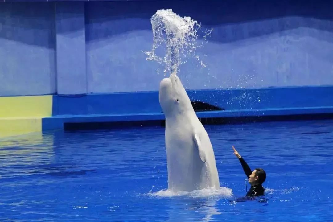 唯美的 白鲸表演