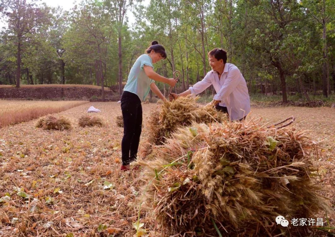 手工割,骡子驼……原始的收麦场景,全是血泪筋疲!‖吴梅芳