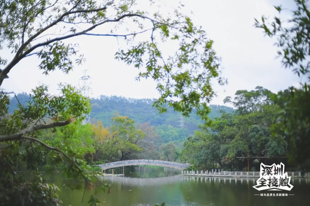 端午必去!深圳及周边免费景点大集合,一次性打包给你!