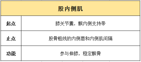 解剖知识大腿部肌肉股前肌群