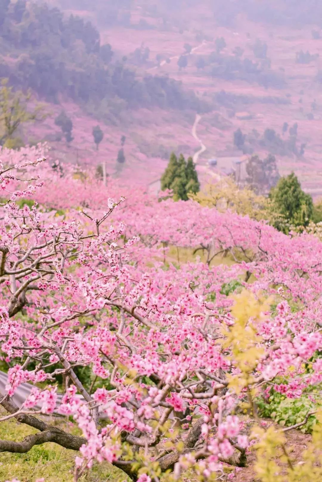 桃花故里景区