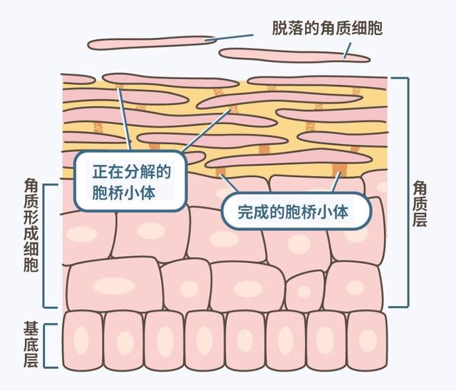 但表皮也没歇着,它时刻在合成新的角质层,正常皮肤的角质细胞能达到5