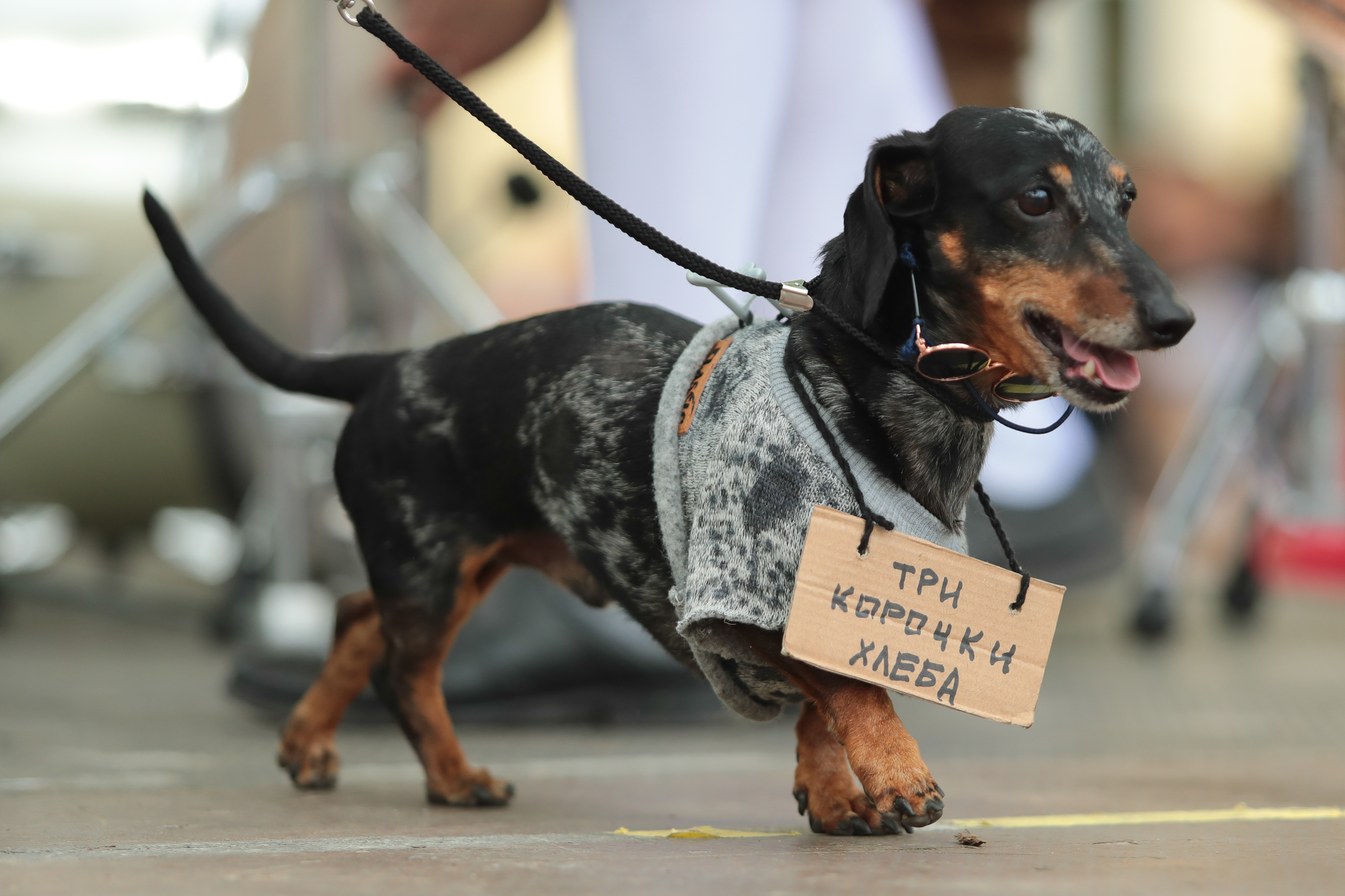 腊肠犬巡游