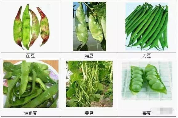四季豆怎么煮容易烂 175dd2ad659a4c7aaeedbc2ed66df56f.jpeg