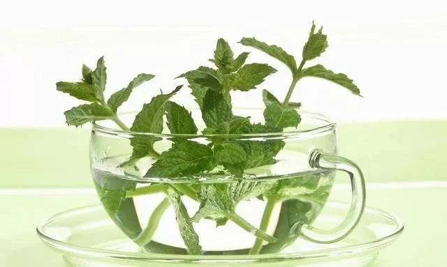 【中医解读】薄荷的几个药用功效，知道的人并不多！