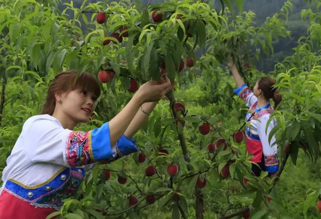 胭脂脆桃红啦!快来云龙云龙摘桃子了
