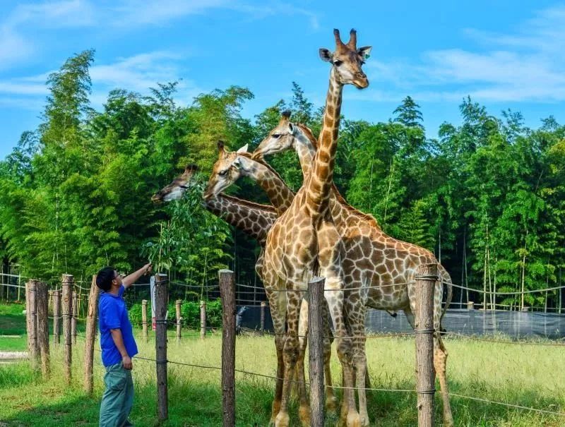 它们可是太湖龙之梦动物世界的