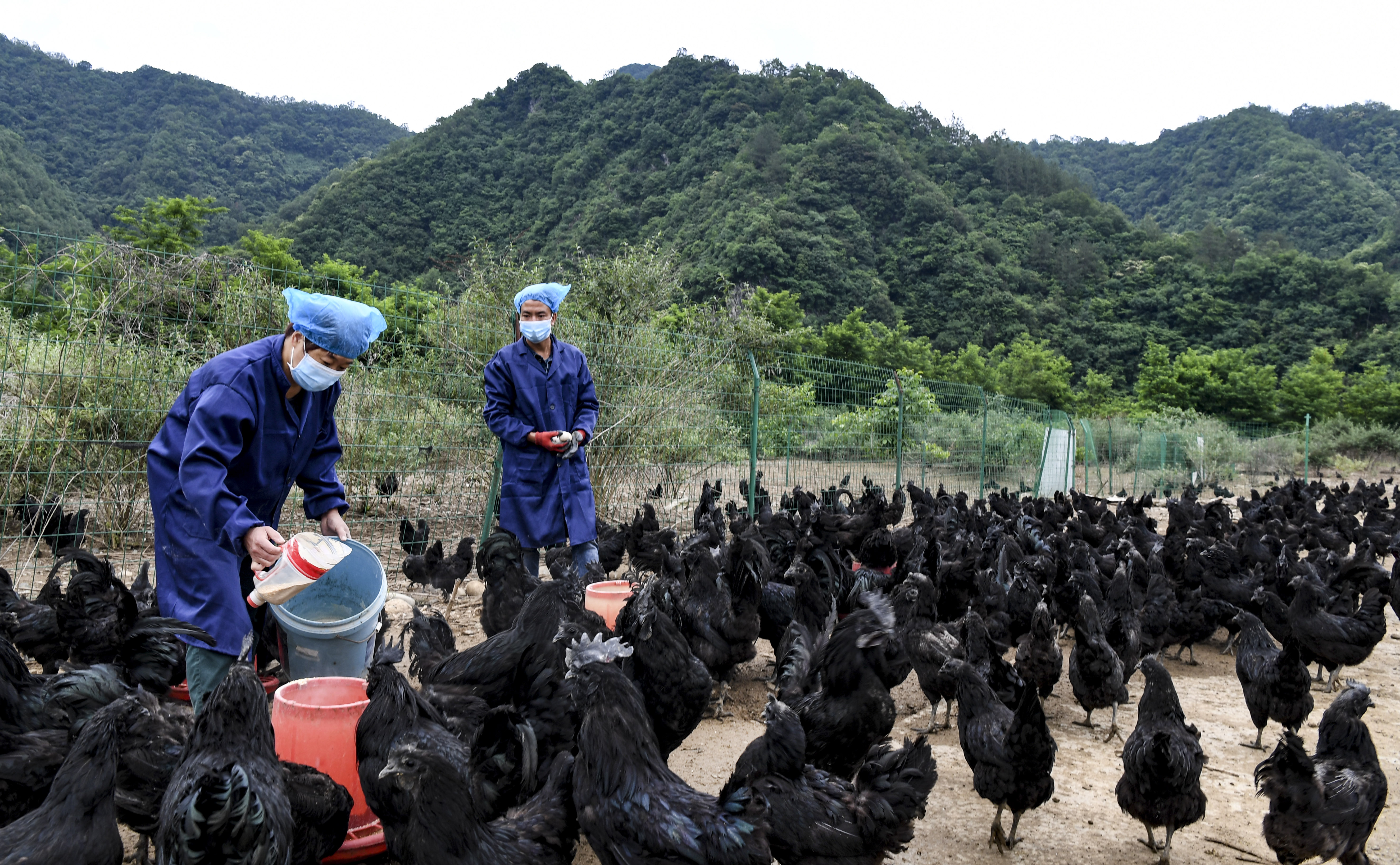 略阳乌鸡变凤凰助力乡亲奔小康