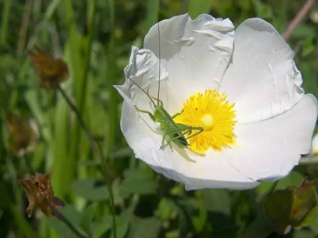 岩蔷薇cistus学名:cistus ladanifer科属名:半日花科岩蔷薇属花语