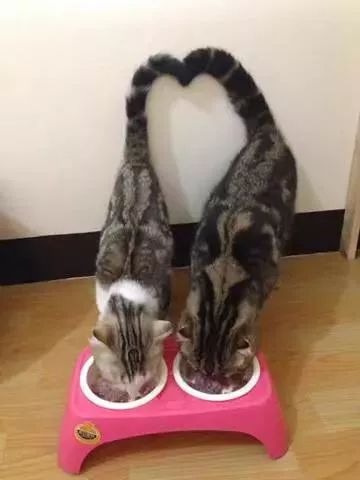 猫咪油尾巴是什么样子 3a484999589e48a1baf3f783bf7fac79.jpeg