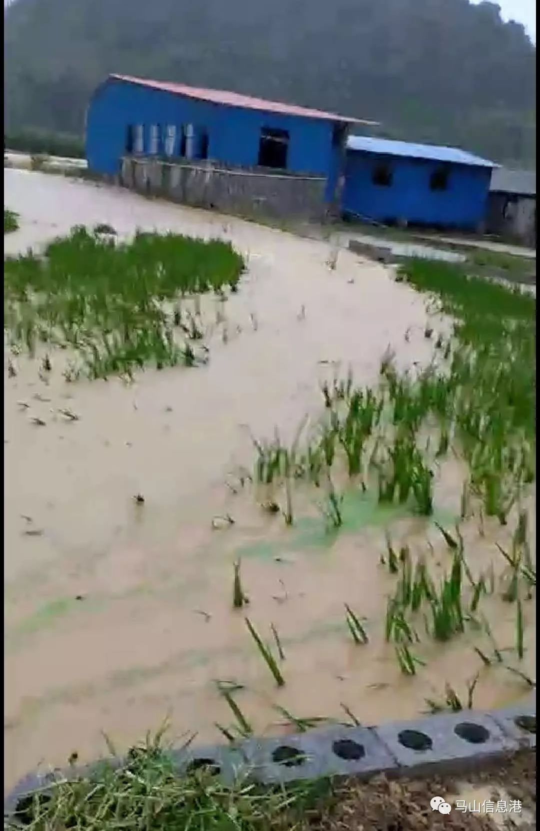 马山县境内普降中到暴雨,局部特大暴雨, 降雨中心主要分布在周鹿镇