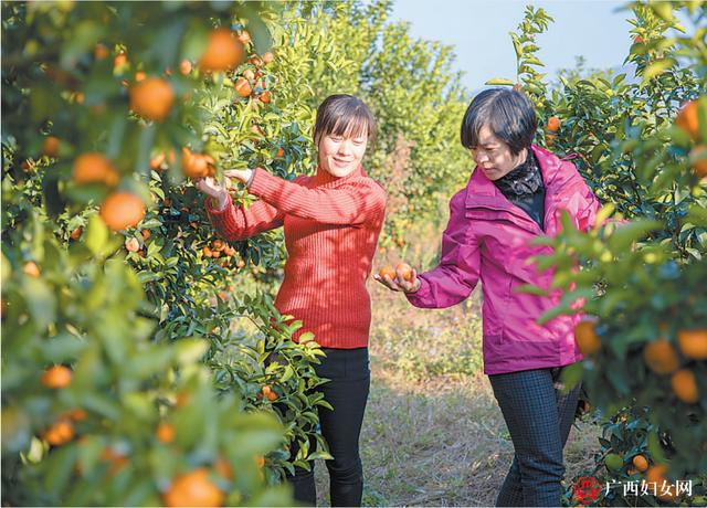 宾小凤广西永福拼姑娘拼搏为扶贫