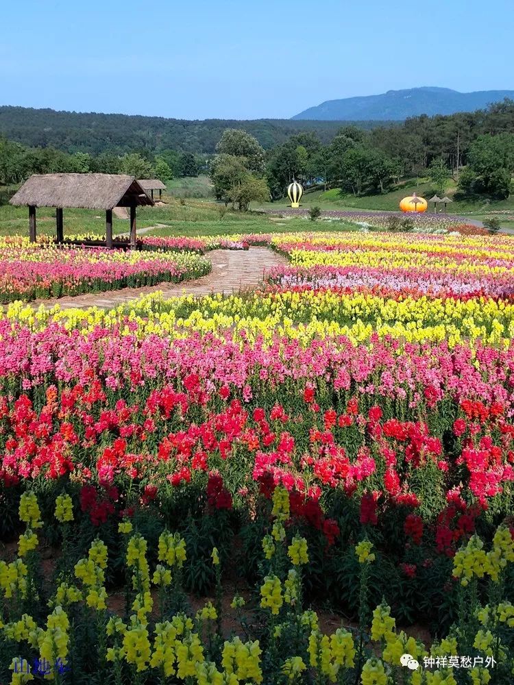 【活动美图】5月10日,钟祥长滩玫瑰园 万紫千红植物园