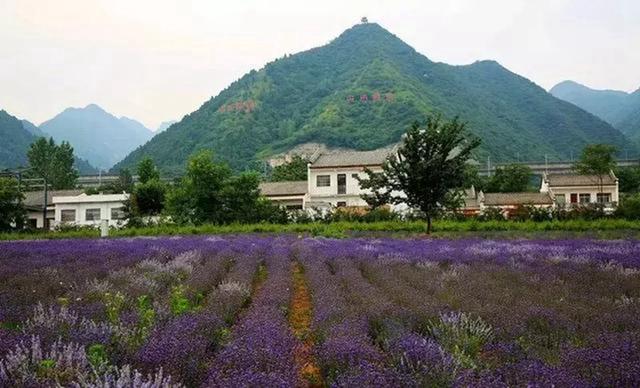 天留山又叫天刘山,地处秦岭北麓的桥南镇天留村南,由九座山峰组成