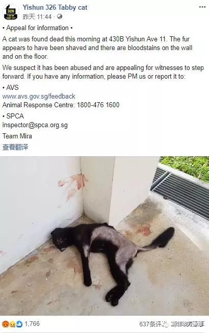 一只黑猫竟被如此残忍地虐死…_事件