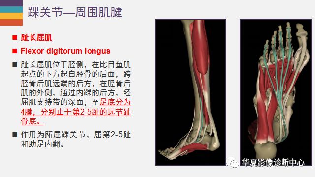 踝关节详细解剖尽在这里