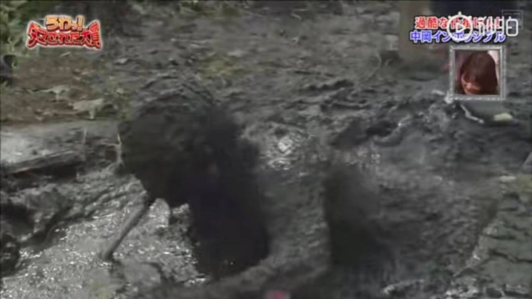 你们这么玩,给嘉宾买保险了吗