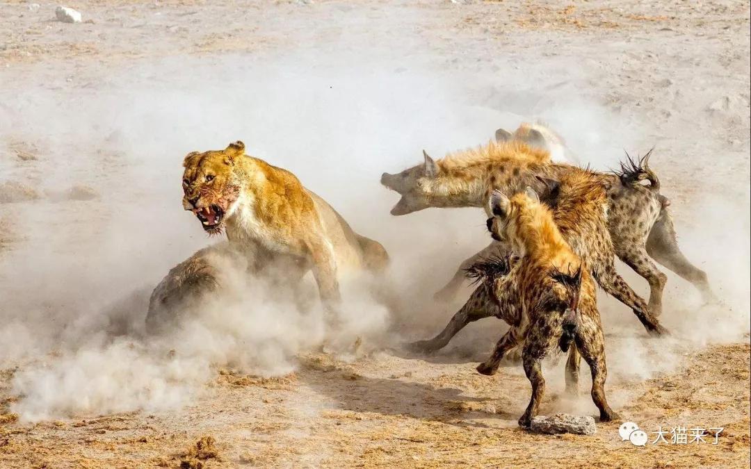 原創
            一只獅子可以打敗多少只斑鬣狗？其實獅子自己心中有桿「秤」 寵物 第2張
