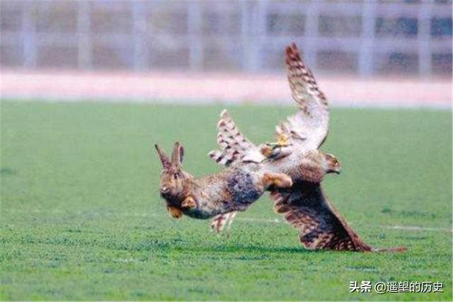 "兔子搏鹰".
