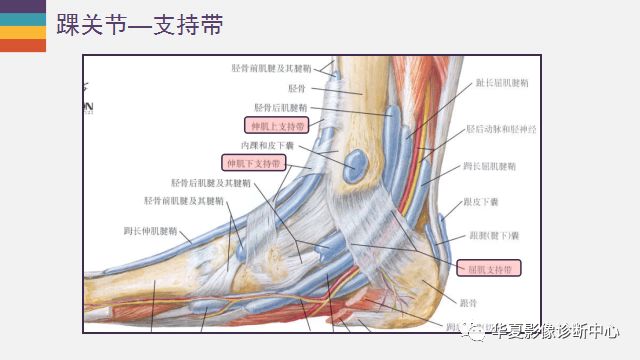 踝关节详细解剖——尽在这里