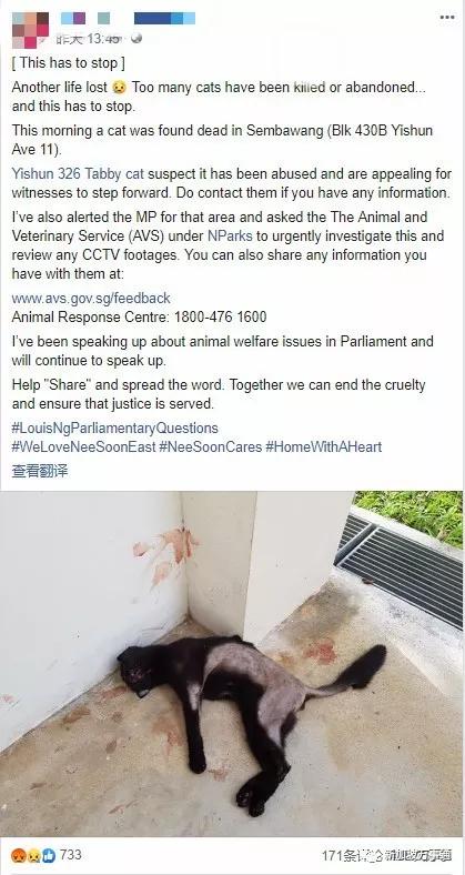 一只黑猫竟被如此残忍地虐死…_事件