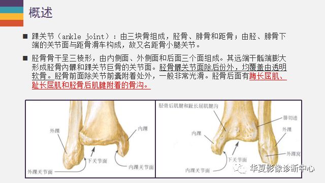 踝关节详细解剖尽在这里