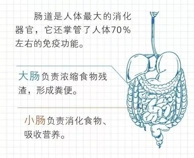 5.29世界肠道日 | "肠"识知多少?如何更健康?