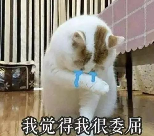 猫被蚊子咬怎么办