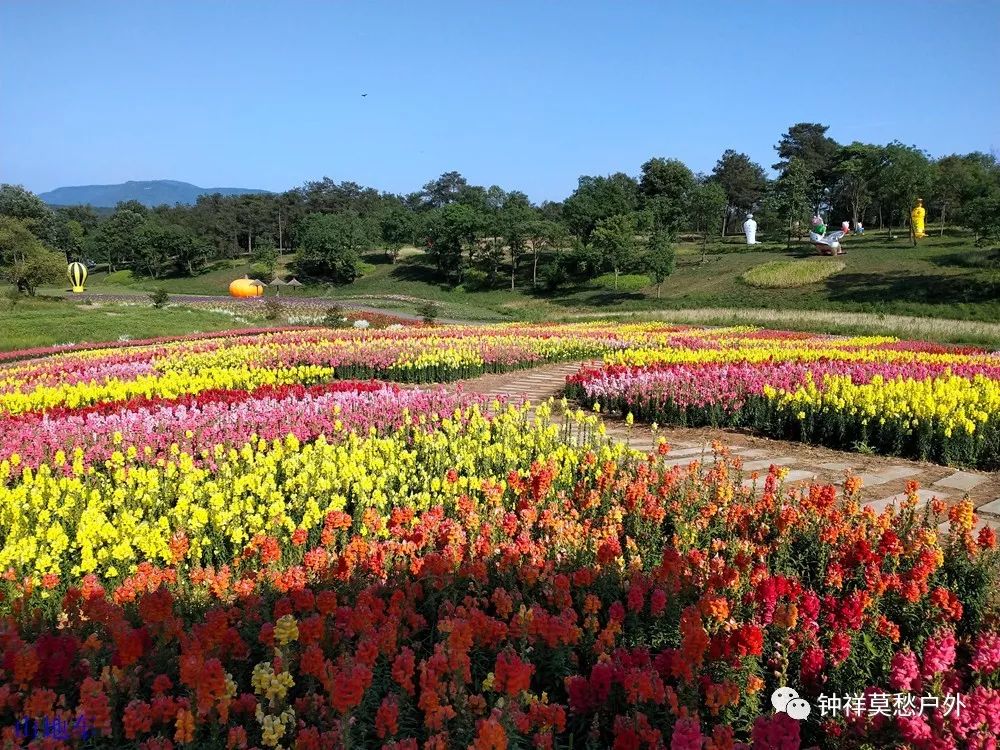 【活动美图】5月10日,钟祥长滩玫瑰园 万紫千红植物园