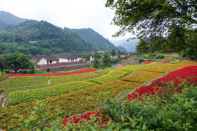 原創
            大餘丫山，江西首個5A級鄉村旅遊點，風景秀麗猶如世外桃源一般 旅遊 第8張