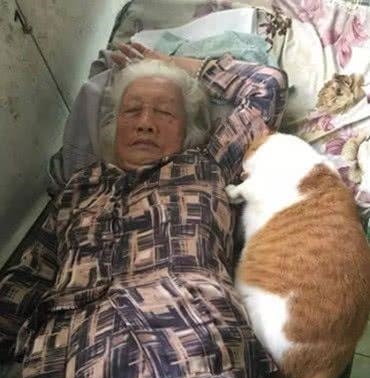 女儿买回两只猫陪母亲,空闲时回去看望,刚进屋就被这幕给吓住 乐虎国际娱乐pt老虎机