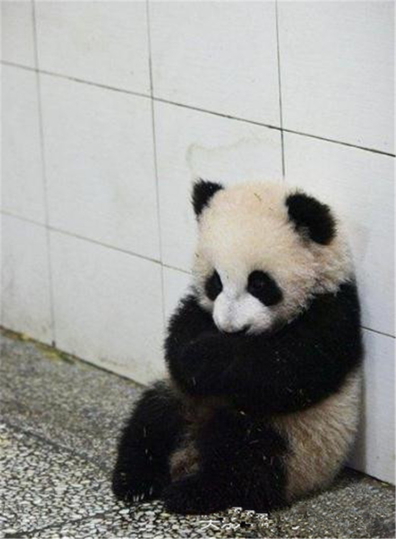 近日一只小熊猫的表情瞬间在网上走红,这只小家伙坐在墙角,双手揣着