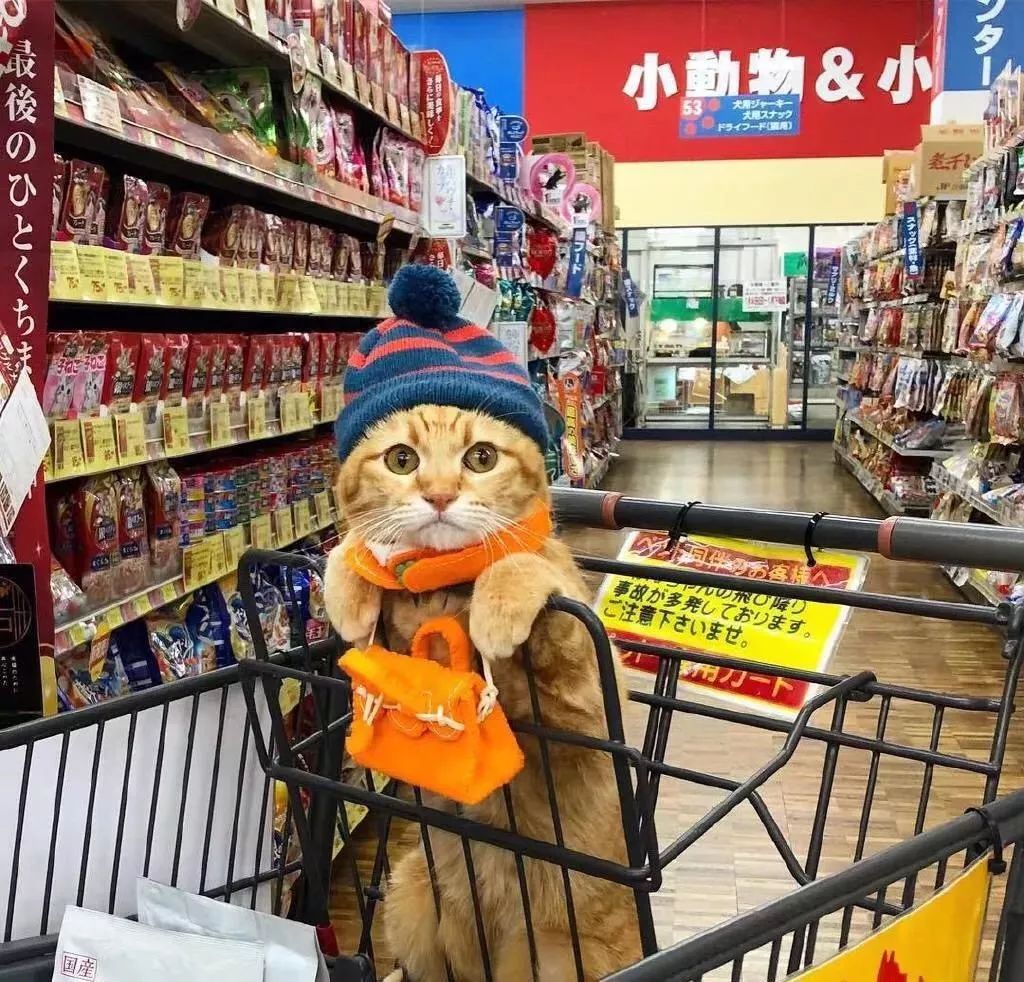 帶貓一起逛寵物超市，面對的琳瑯滿目的貓零食，主子眼睛都直了！ 寵物 第1張