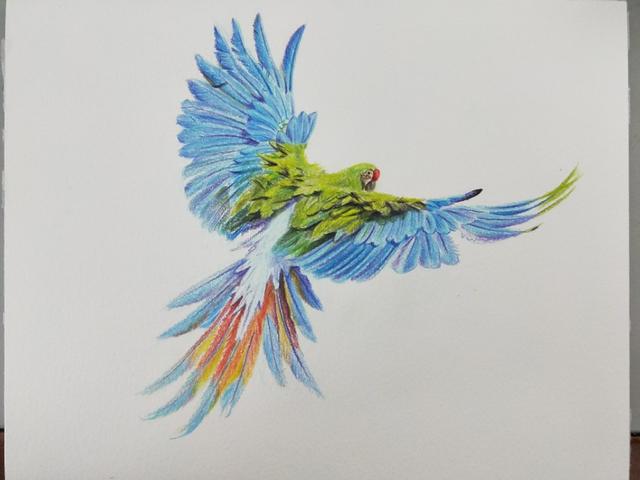 syh手绘彩铅加水彩画一幅金刚鹦鹉