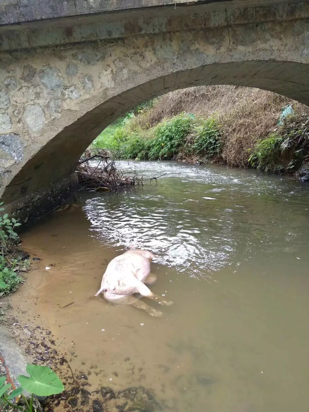 【曝光】不要在贺州路边河里乱丢弃病死猪了!触目惊心!