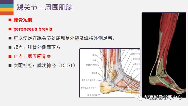 踝关节详细解剖尽在这里