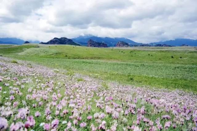 6月1日,2日(共二期)玛纳斯塔西河凤凰湖五指山赏奇石怪峰草原花海一