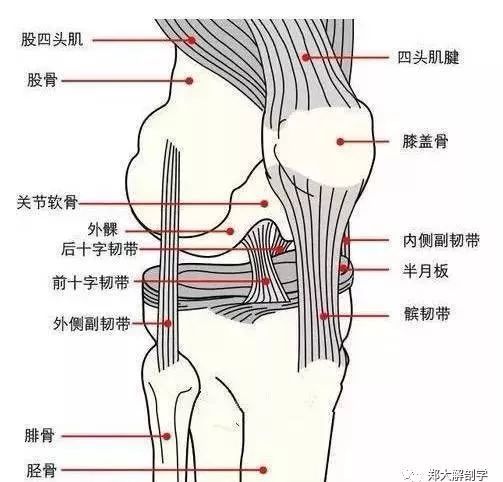 同时在小腿远端施加向内的力量,对膝关节形成内翻的力量,使腓侧副韧带