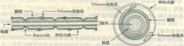 感冒了手脚发麻怎么办