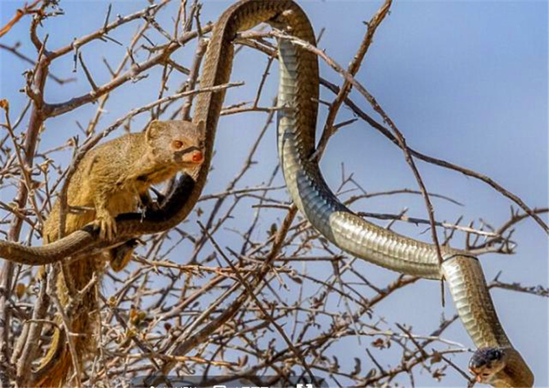 树是怎么进化的 c3ec86fa3fdc4db280cbe1e8d10b5d99.jpeg