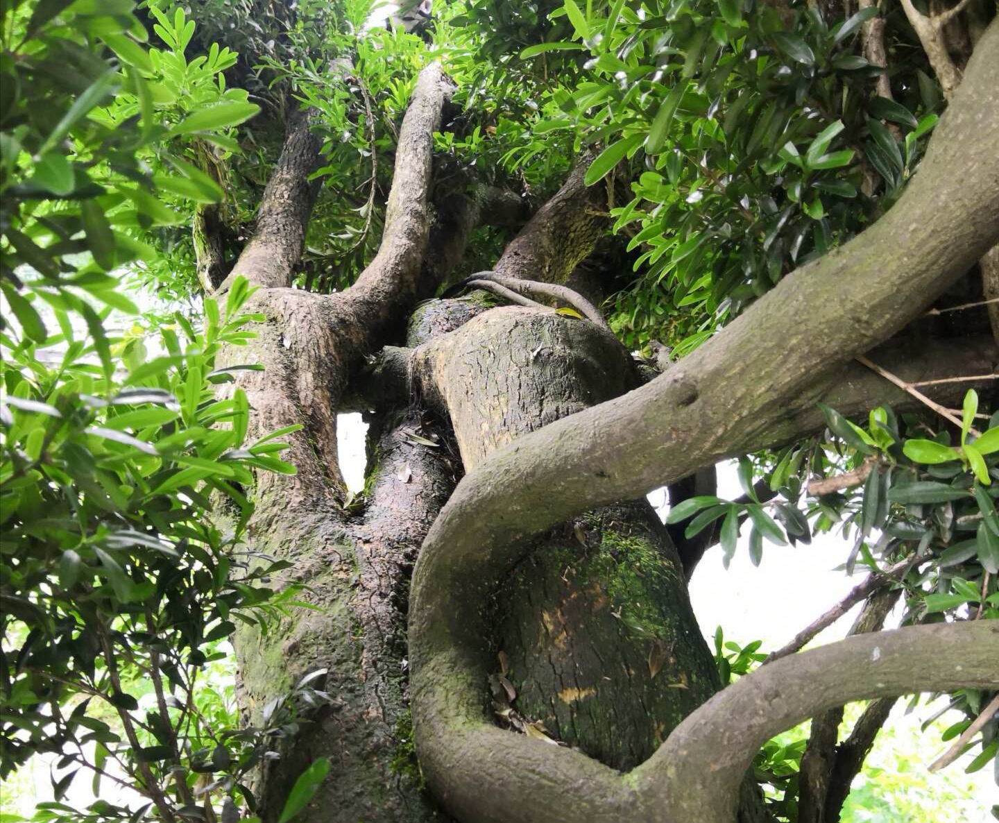 树是翘舌还是平舌 c3fda3e9fbab44e6a0188c03818be4d5.jpeg